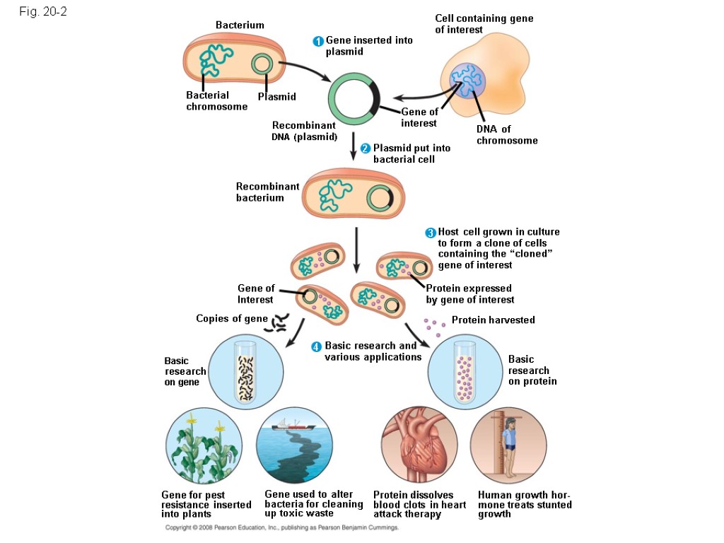 Fig. 20-2 DNA of chromosome Cell containing gene of interest Gene inserted into plasmid